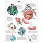 L'asthme, 4006760 [VR2328UU], Respiratory System