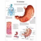 L'estomac, 4006773 [VR2426UU], Digestive System