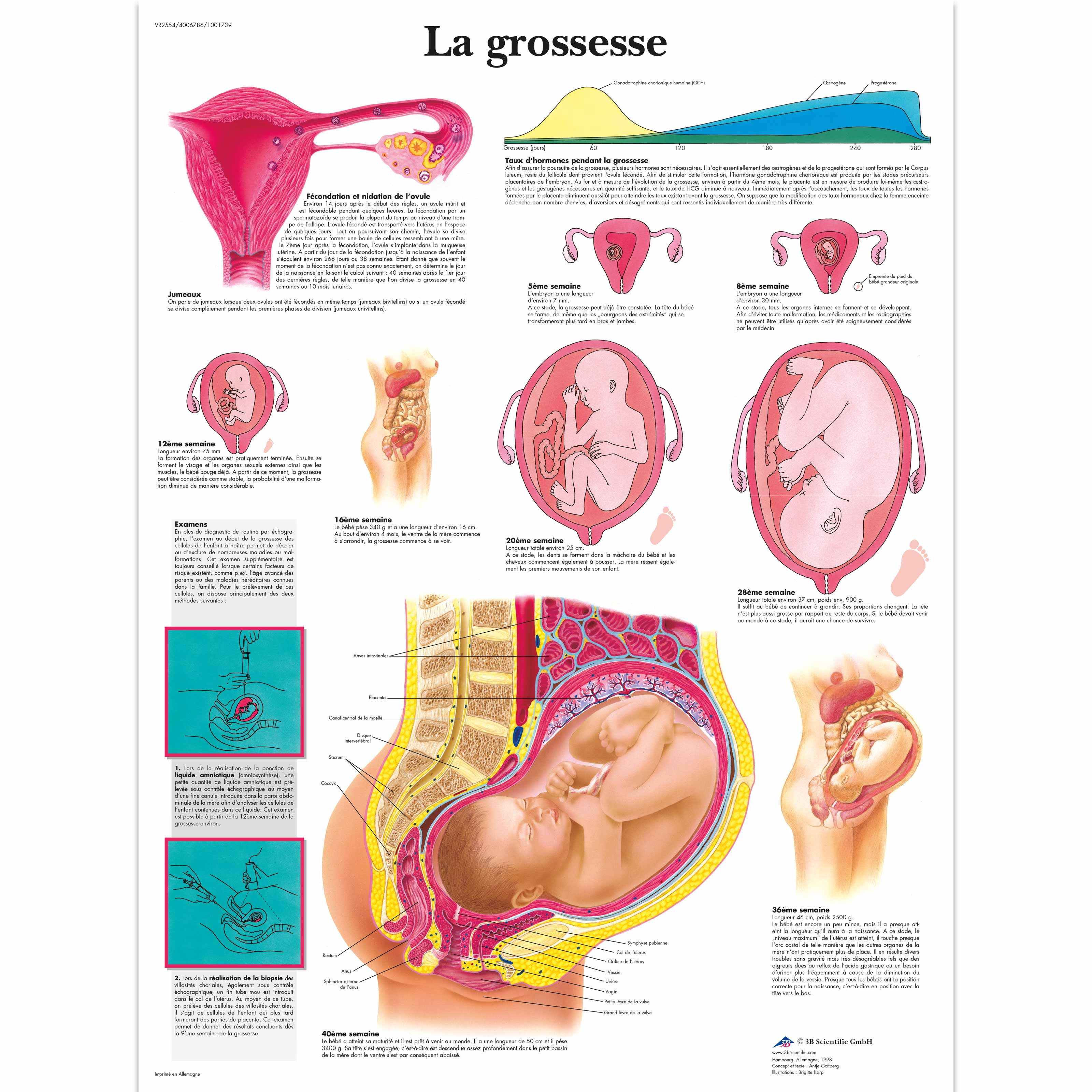 La Grossesse Vr2554l Pregnancy And Childbirth 3b Scientific