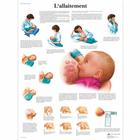 L'allaitement, 4006789 [VR2557UU], Pregnancy and Childbirth
