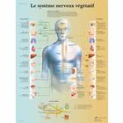  Le système nerveux végétatif, 4006791 [VR2610UU], Cerebro y sistema nervioso