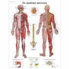 Le système nerveux, 1001753 [VR2620L], Brain and Nervous system