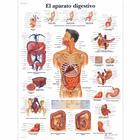 El aparato digestivo, 1001873 [VR3422L], El sistema digestivo