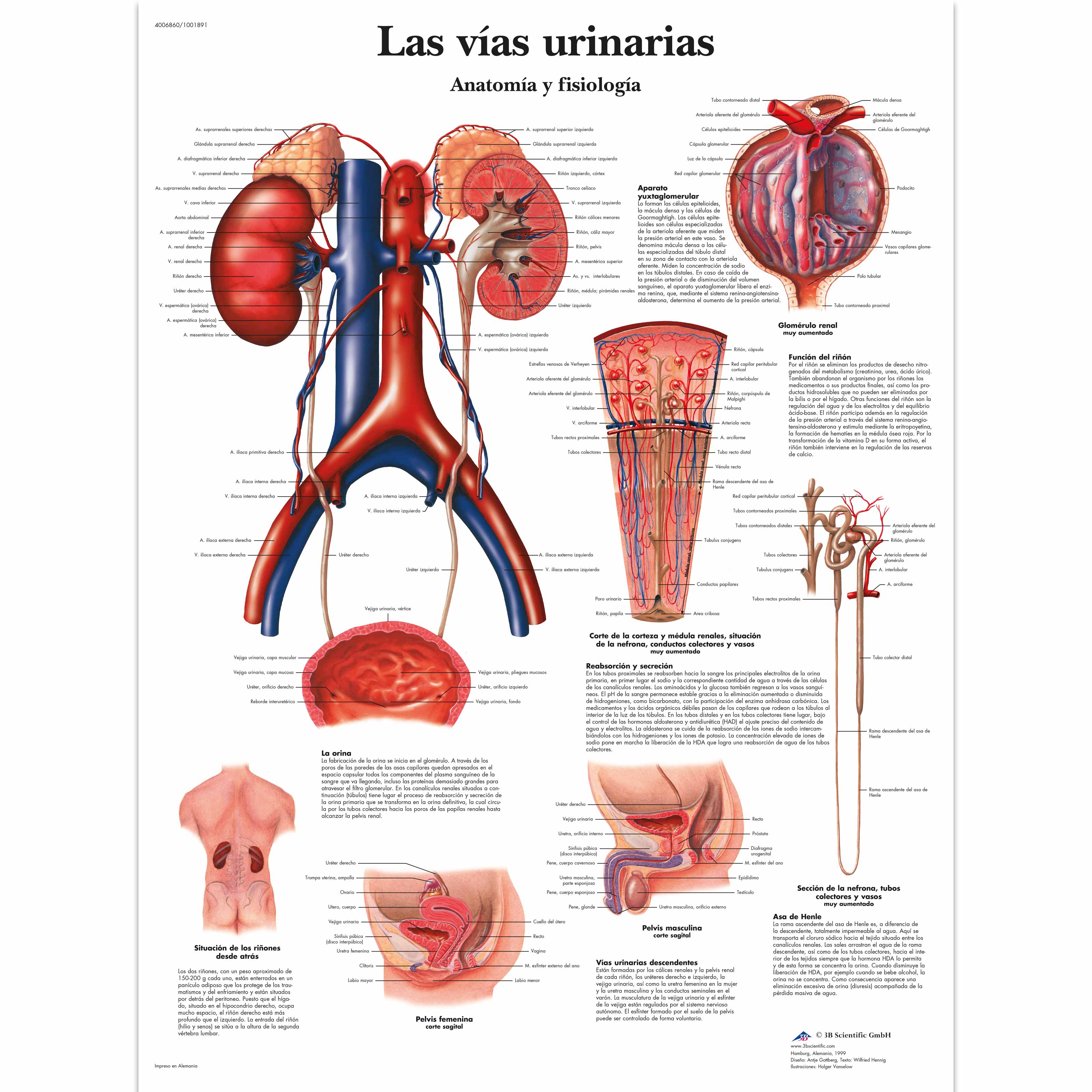 Anatomia & fisiologia Anatomia & fisiologia