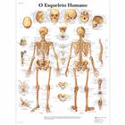 O Esqueleto Humano, 4006984 [VR5113UU], Skeletal System