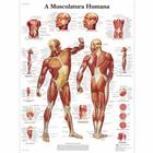 A Musculatura Humana, 50x67 cm, Versão Papel, 4006985 [VR5118UU], Muscle