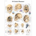 O Crânio Humano, 50X67 cm, Laminado, 1002141 [VR5131L], Skeletal System