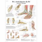 Foot and Joints of Foot Chart - portuguese, 1002147 [VR5176L], Skeletal System
