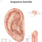 Ear Acupuncture - portuguese, 4007020 [VR5821UU], Acupuncture Charts and Models
