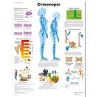 Osteoporosis Chart, 1002215 [VR6121L], Skeletal System