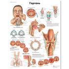 The Larynx Chart, 1002243 [VR6248L], Speech Organs