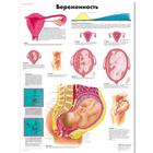 Pregnancy Chart, 1002313 [VR6554L], Pregnancy and Childbirth