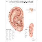 Ear Acupuncture Chart, 1002369 [VR6821L], Acupuncture