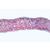Angiospermae I. Gymnospermae - French, 1003905 [W13016F], Microscope Slides LIEDER (Small)