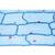 Angiospermae II. Cells and Tissues - English Slides, 1003975 [W13046], English (Small)