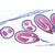 Angiospermae VII. Fruits and Seeds - English Slides, 1003980 [W13051], English (Small)