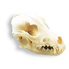 Dog Skull (Canis lupus familiaris), Replica, 1005104 [W19010], Stomatology