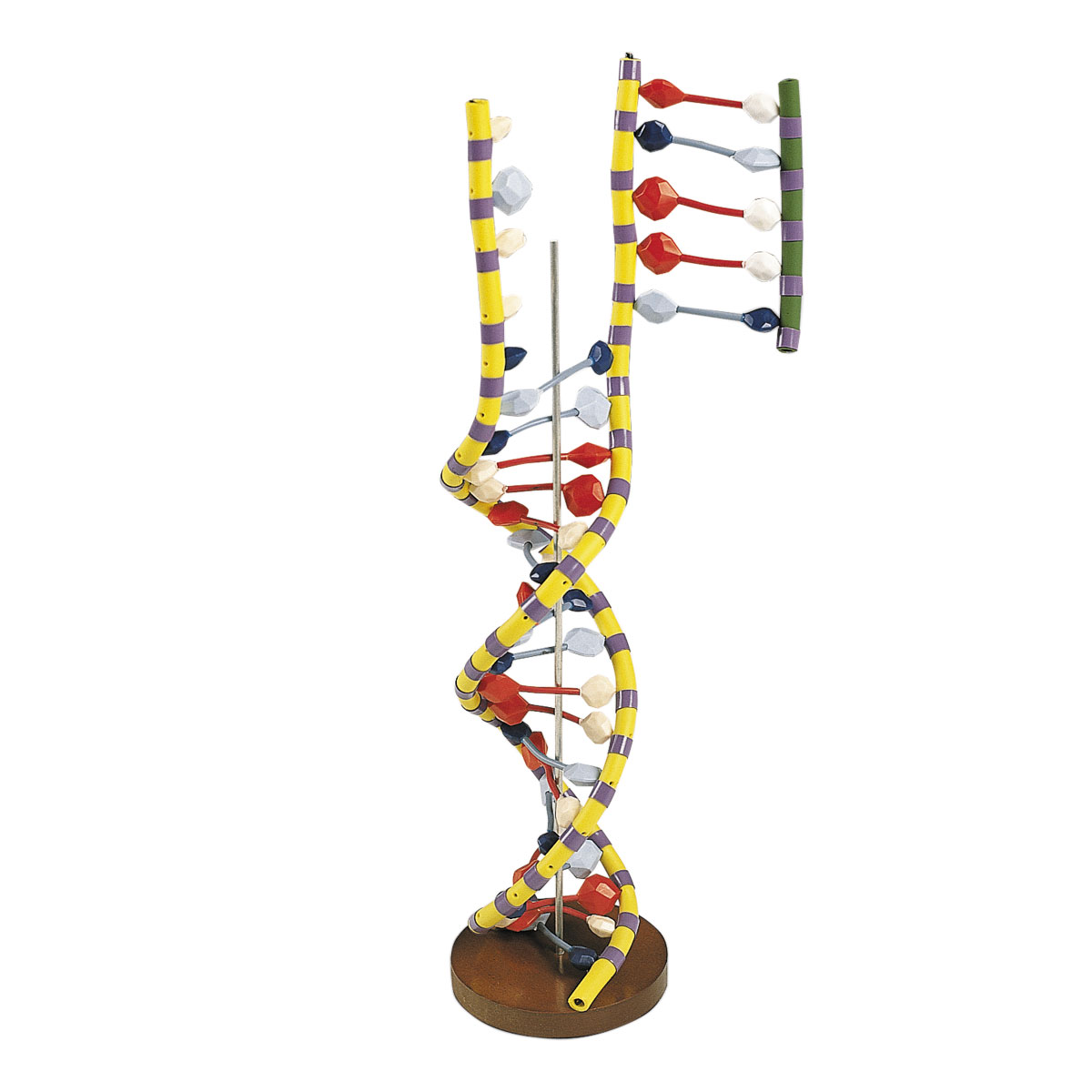 double helix dna double helix dna