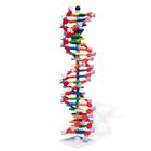 DNA Double Helix Model, 22 Layers, miniDNA® Kit, 1005297 [W19762], DNA-Models