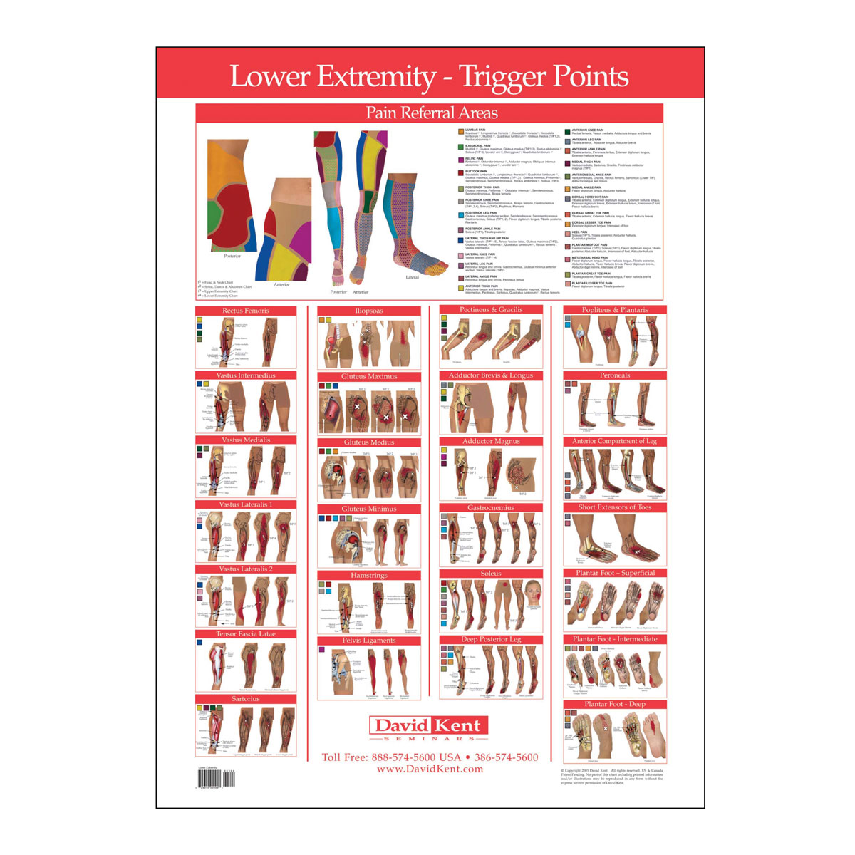 Lower Back Trigger Point Chart