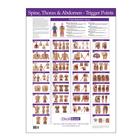 Trigger Point Chart Spine, Thorax and Abdomen, W41172ST, Acupuntura
