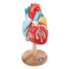Heart of America™, 2 times life size, 1005529 [W42504], Human Heart Models