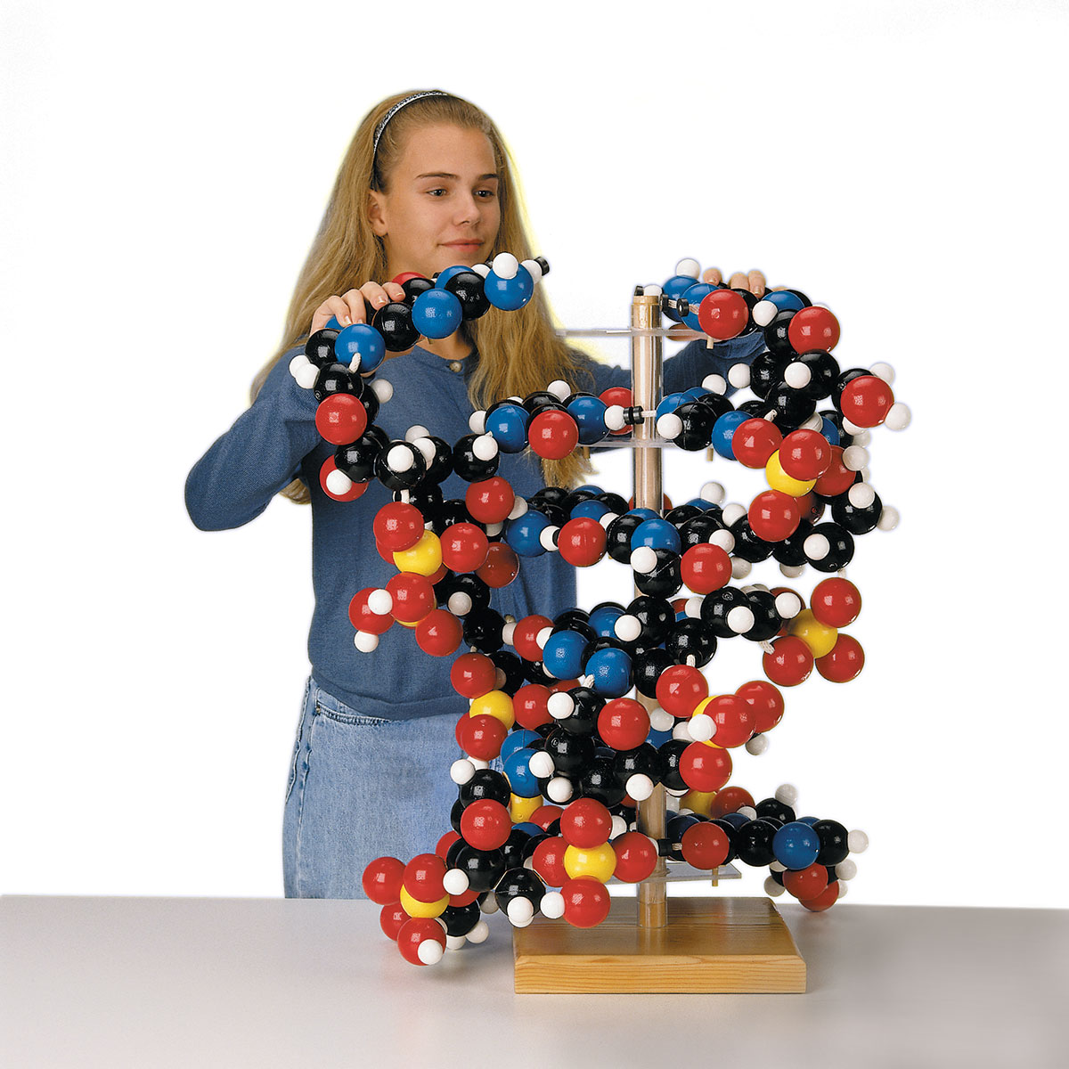 Giant Dna Model W Dgi 0611 00 Biology Supplies Biology Teaching Supplies Genetics Products Dna Models