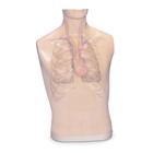 Additional Body for Auscultation Trainer and Smartscope, 1005644 [W44121], Auscultation