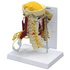 Deluxe Muscled Cervical Spine, 1019511 [W47853], Vertebra Models