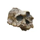 Bone Clones® Australopithecus boisei Skull, W59306, Evolución