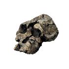 Bone Clones® Kenyanthropus platyops Skull, W59308, Evolución