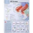 Strengthening the Hip and Knee Chart - Laminated, W59508, Músculo
