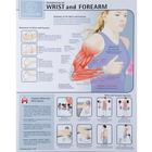 Strengthening the Forearm and Wrist Chart - Laminated, W59509, Músculo
