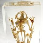 Frog Skeleton
Toad Bufobufogargarizans, W59553, Especímenes Incrustados