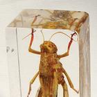 Grasshopper
Catantops splendens, W59564, Especímenes Incrustados