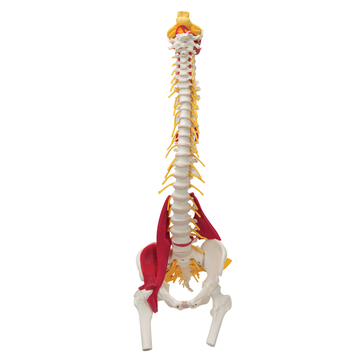 Anatomical Teaching Models - Plastic Spinal Column - Vertebrae Model